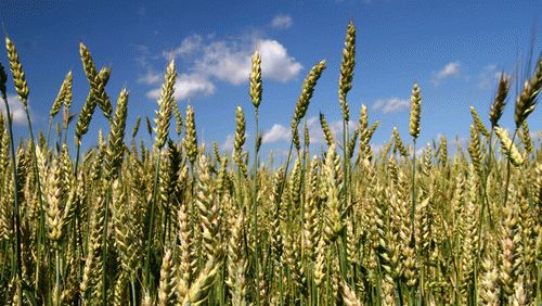 出口加拿大食品农药限量尺度最新划定！