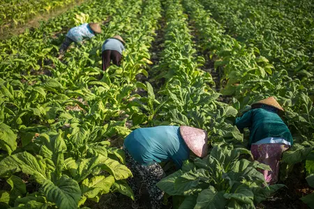 进口老挝烟叶必要什么手续和资料？