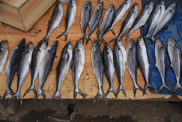 出口澳大利亚、新西兰水产品要求尺度及具体流程