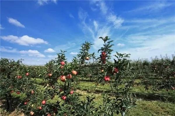 出口苹果必要什么手续？若何解决？