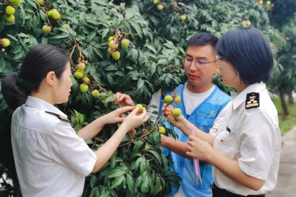 出口荔枝必要解决哪些手续？