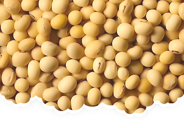 政策解读 | 进口离岸现货买卖大豆监督治理规范