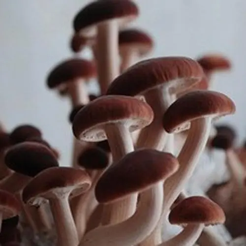 出口欧洲食品最新要求尺度